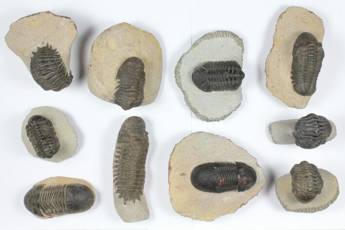 Lot: Assorted Devonian Trilobites - Pieces #92162